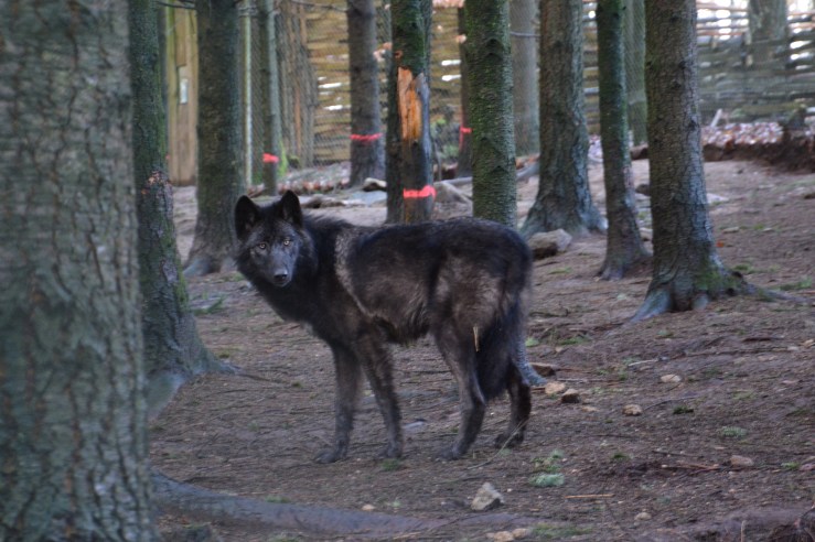 arrivee_loups_noirs_03.03.2015_79